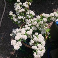 シモツケ の画像