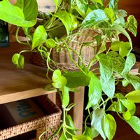 リビングルーム,お花大好き,今日のお花❣️,ウォーキングの楽しみ,被災地に祈りをの画像