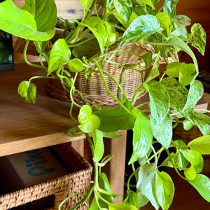 リビングルーム,お花大好き,今日のお花❣️,ウォーキングの楽しみ,被災地に祈りをの画像