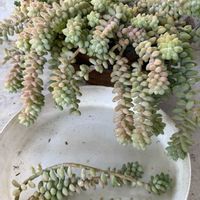 ビアホップ ,多肉植物,植え替え,カット挿し,多肉植物のある暮らしの画像