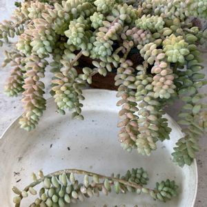 ビアホップ ,多肉植物,植え替え,カット挿し,多肉植物のある暮らしの画像