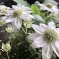 フランネルフラワー,寄せ植え,ベランダガーデニング,ベランダの画像