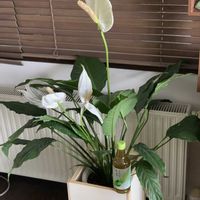 スパティフィラム,リビング・ダイニングの画像