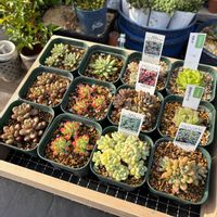 セダム,乙女心,ハオルチア,光るオブツーサ,パープルドリームの画像