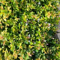 アベリアの画像