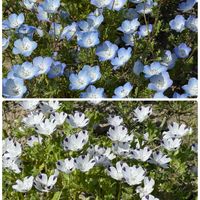 ニラ,ネモフィラ,スナップエンドウ,ソラマメ,市民農園の画像