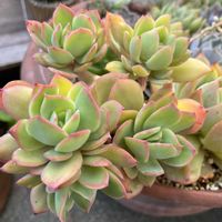 ルエラ,多肉植物,ダイソー,多肉大好き,多肉中毒の画像