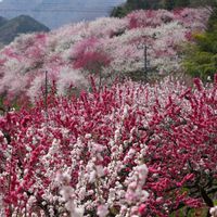 ハナモモ,ハナモモ,ハナモモ,ハナモモ,ハナモモの画像