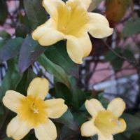 カロライナジャスミンの画像