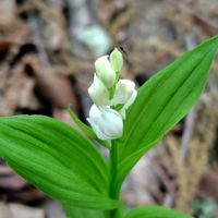 カリン,ギンラン,ギンラン,トチノキ,花梨の実の画像