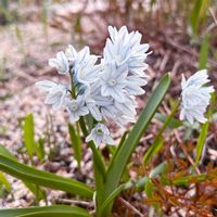オキナグサ,チオノドクサ,プシュキニア,プシュキニア,シラーシベリカの画像