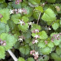 キランソウ,サクラ,ススキ,キブシ,イタドリの画像