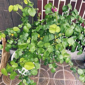 鉢植え,バラ 鉢植え,ばら バラ 薔薇の画像