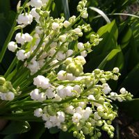 スズラン,ボリジ,宿根草,シラー・カンパニュラータ,シラー・カンパニュラータの画像