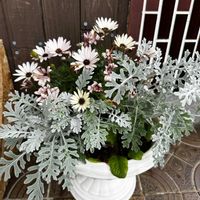 シロタエギク,寄せ植え,オステオスペルマム 、アキラの画像