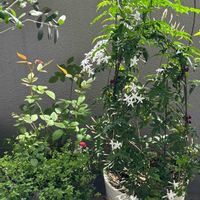 ジャスミンの画像