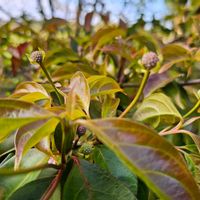 ヤマボウシの画像