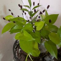 冬アジサイ,マツバウンラン,ワレモコウ,タンポポ,オルレアの画像