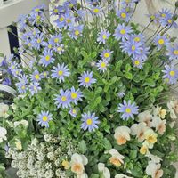 フェリシア,ビオラカリフォルニアコレクションアイボリーオレンジ,フェリシア・フェリシティの画像