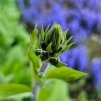 ジギタリスの画像