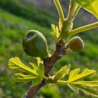 イチジクの画像