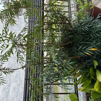 イヌマキの画像