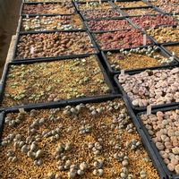 リトープス,多肉植物,リトープス属,群仙園,桐生市の画像