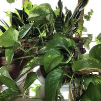 サンスベリア,ポトス,観葉植物,鉢植え,緑のある暮らしの画像