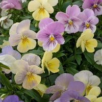 乙女心,ビオラ,,ビオラ乙女心,可愛いの画像