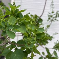 スモークツリーの画像