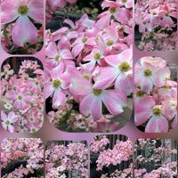 アネモネ,アネモネ,ハナミズキ,八重山吹,ベニカタバミの画像