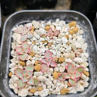 ストリクチフローラ ノヴァ,エケベリア ストリクチフローラ ノヴァ,エケベリア カシオ,葉挿し,実生株の画像