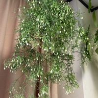 リプサリス,リプサリス･ケレウスクラ,リプサリスケレウスクラ,多肉植物,サボテン科の画像