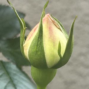 ガーデニング,ウッドデッキ,寄せ植え大好き,お迎え多肉,ピエールドロンサールの蕾の画像