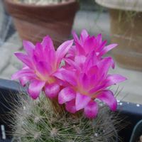 ネオポルテリア,多肉植物,観葉植物,100均,ダイソーの画像