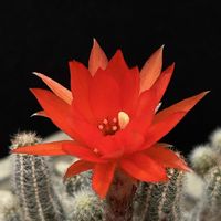 サボテン,白檀,多肉植物,観葉植物,ガーデニングの画像