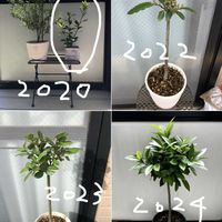 月桂樹,ローリエ,スタンダード仕立て,賃貸ガーデニングの画像