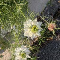 ニゲラ,ご近所散歩,今日のお散歩,歩くの大好き♡の画像