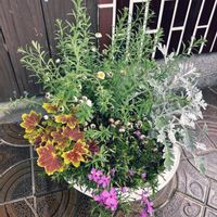 花かんざし,もみじ葉ゼラニウム,芝桜,自作の寄せ植えの画像