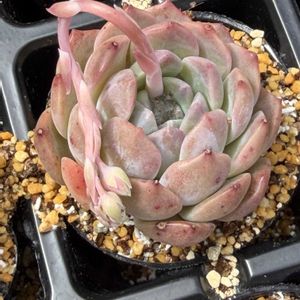 多肉植物,エケベリア属,花芽の画像