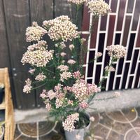 シレネ,葉牡丹,ビオラ,ゴールデンクラッカー,ライスフラワーの画像