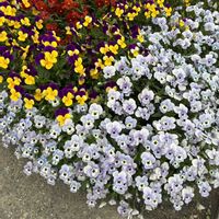 ポインセチア,ビオラ,たねからの幸せ,武器ではなく花を,on a dietの画像