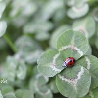 四つ葉のクローバー,てんとう虫,小さい庭,canon,花撮り人の画像