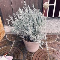 グリーンネックレス,サントリナ,子持ち蓮華,姫秋麗, ブロンズ姫の画像