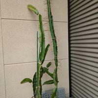 サボテン,ドラゴンフルーツ,メダカ,小さな庭の画像