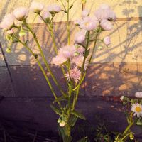 夕映え,ハルジオン,ハルジオン,スマホ撮影,今を生きるの画像