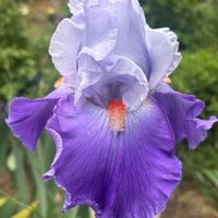 ジャーマンアイリス,花のある暮らし,いいね、コメントありがとうございます♡,我が家の庭♡,おうち園芸の画像