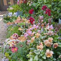 アリッサム,オダマキ,オレガノ,キンギョソウ,クローバーの画像