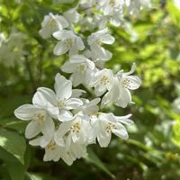 アロニア,コデマリ,オステオスペルマム,ヒメウツギ,花のある暮らしの画像