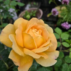 バラ,挿し木,セレブ,ばら バラ 薔薇の画像